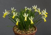 Narcissus 'Deryn'